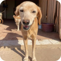 Cachorrinho amarelo dourado com um sorrisinho muito fofo olhando para a camera